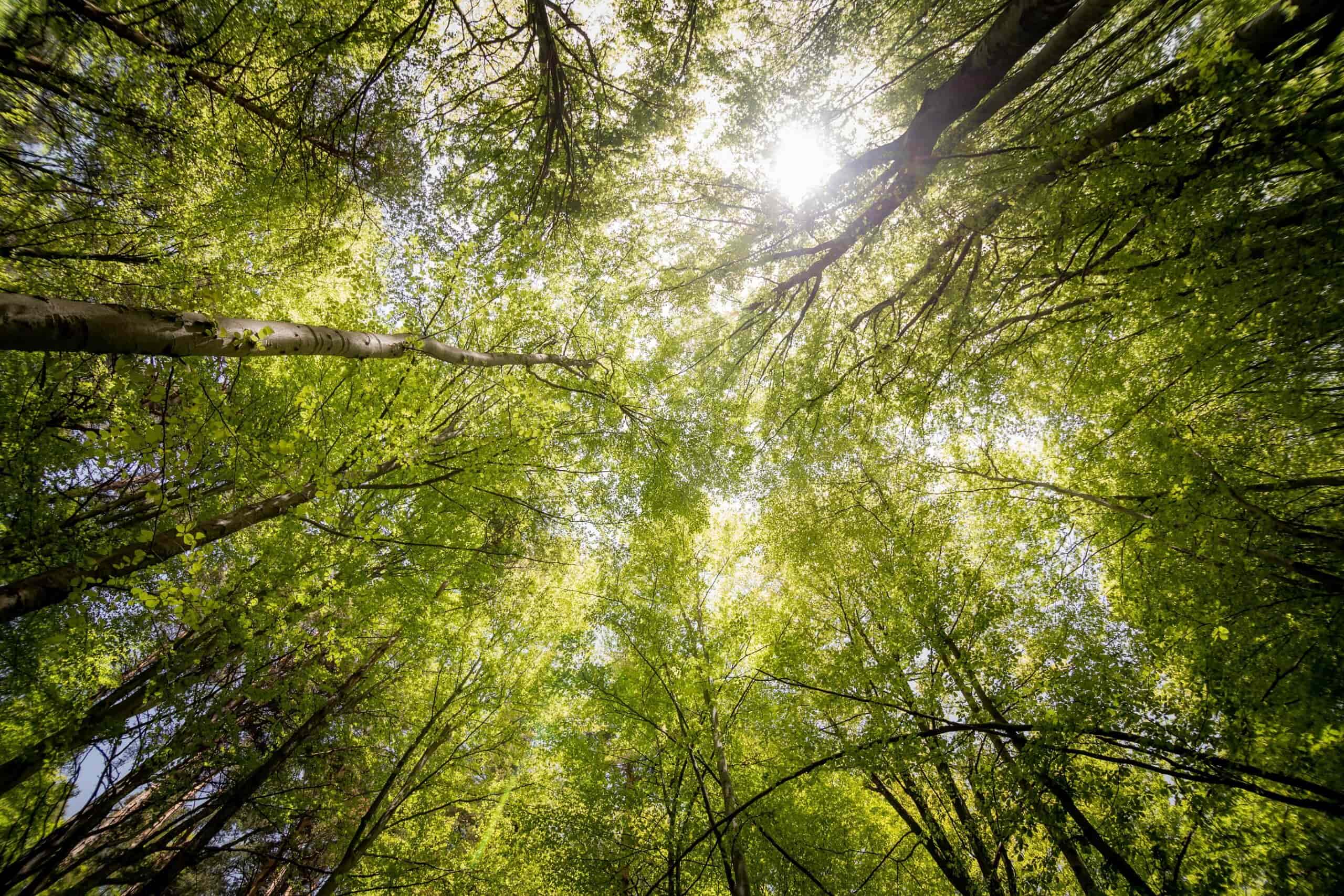 ISO 14001 Miljøledelse hjælper virksomheder med at reducere miljøpåvirkning og styrke bæredygtigheden